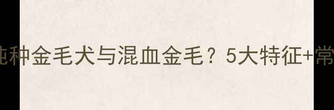 图片 如何辨别纯种金毛犬与混血金毛？5大特征+常见误区全1