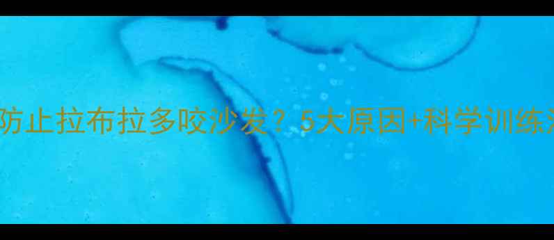 图片 如何防止拉布拉多咬沙发？5大原因+科学训练法全2