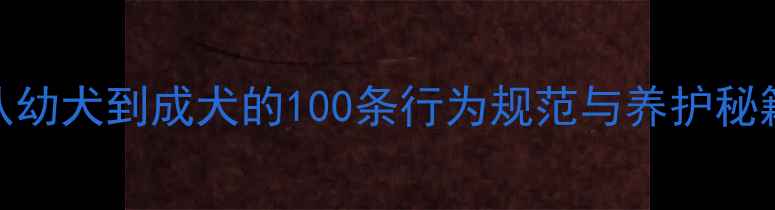图片 宠物狗规则小说：从幼犬到成犬的100条行为规范与养护秘籍（附电子书下载）