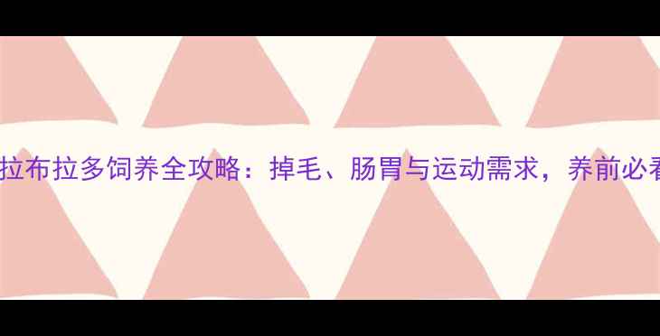 图片 小型拉布拉多饲养全攻略：掉毛、肠胃与运动需求，养前必看！2