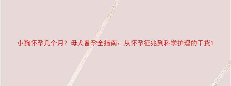 图片 小狗怀孕几个月？母犬备孕全指南：从怀孕征兆到科学护理的干货1