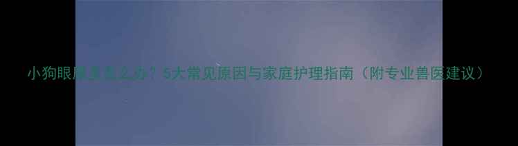 图片 小狗眼屎多怎么办？5大常见原因与家庭护理指南（附专业兽医建议）
