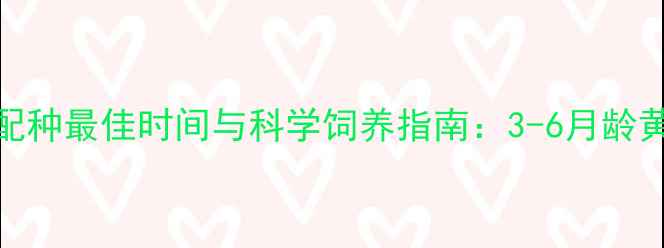 图片 小藏獒配种最佳时间与科学饲养指南：3-6月龄黄金期全