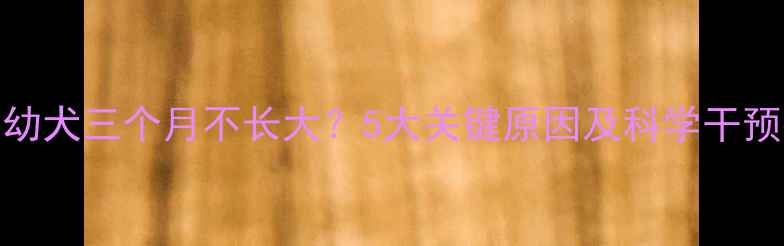 图片 巴哥幼犬三个月不长大？5大关键原因及科学干预指南