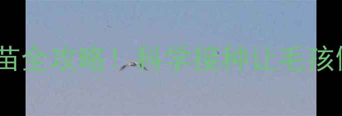 图片 幼犬三针疫苗全攻略！科学接种让毛孩健康度夏🐾2