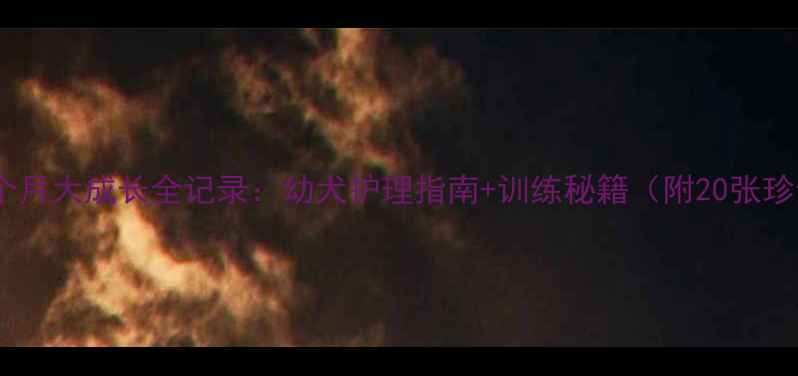 图片 惠比特五个月大成长全记录：幼犬护理指南+训练秘籍（附20张珍贵照片）1