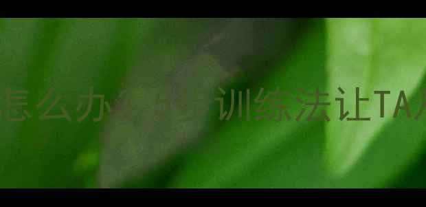 图片 成年拉布拉多爱咬人怎么办？5步训练法让TA从小恶魔变暖男狗🐾1