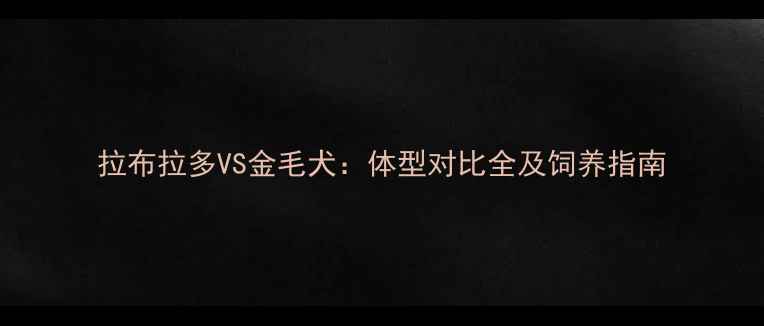图片 拉布拉多VS金毛犬：体型对比全及饲养指南