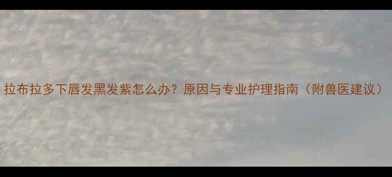 图片 拉布拉多下唇发黑发紫怎么办？原因与专业护理指南（附兽医建议）