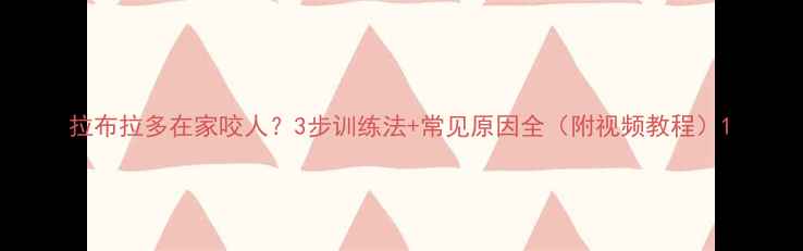 图片 拉布拉多在家咬人？3步训练法+常见原因全（附视频教程）1