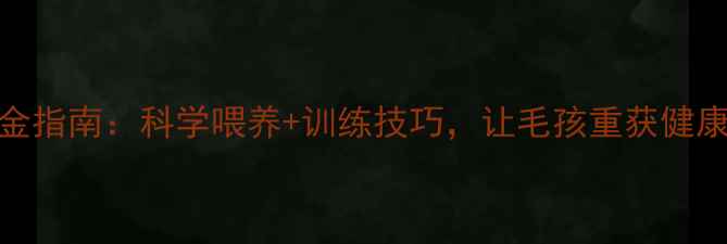 图片 拉布拉多增重黄金指南：科学喂养+训练技巧，让毛孩重获健康体态（附食谱）