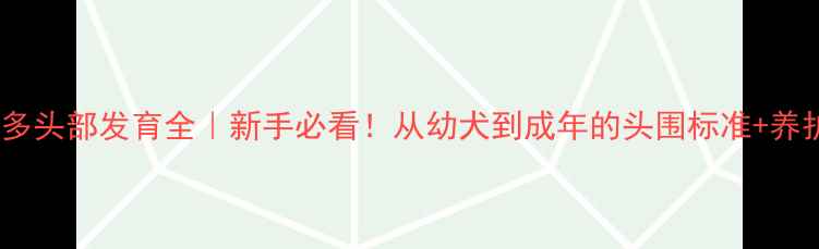 图片 拉布拉多头部发育全｜新手必看！从幼犬到成年的头围标准+养护干货2