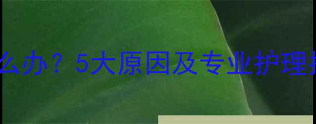 图片 拉布拉多头部褶皱怎么办？5大原因及专业护理指南（附高清图解）1