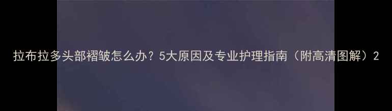 图片 拉布拉多头部褶皱怎么办？5大原因及专业护理指南（附高清图解）2