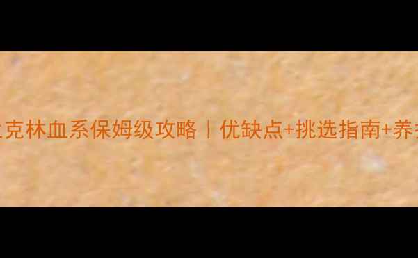 图片 拉布拉多富兰克林血系保姆级攻略｜优缺点+挑选指南+养护技巧全公开