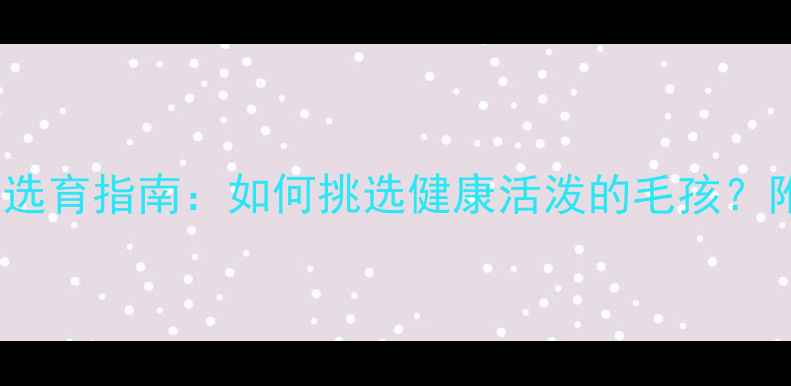 图片 拉布拉多幼犬50天选育指南：如何挑选健康活泼的毛孩？附科学育犬全流程1