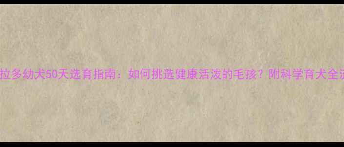 图片 拉布拉多幼犬50天选育指南：如何挑选健康活泼的毛孩？附科学育犬全流程2