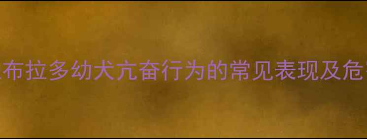 图片 拉布拉多幼犬亢奋行为的常见表现及危害