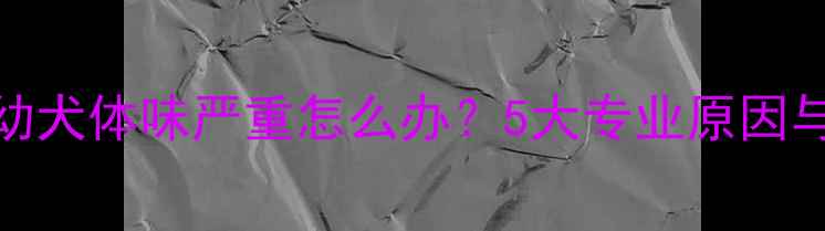 图片 拉布拉多幼犬体味严重怎么办？5大专业原因与解决指南