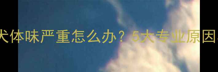 图片 拉布拉多幼犬体味严重怎么办？5大专业原因与解决指南2