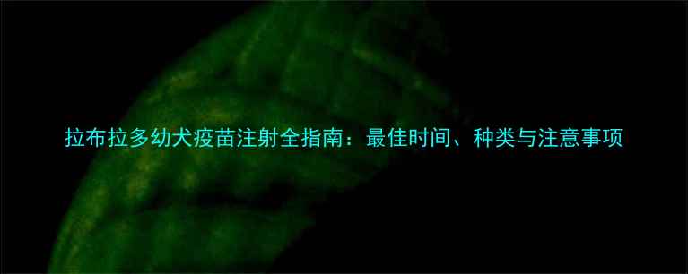 图片 拉布拉多幼犬疫苗注射全指南：最佳时间、种类与注意事项