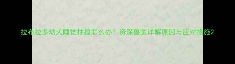 图片 拉布拉多幼犬睡觉抽搐怎么办？资深兽医详解原因与应对措施2