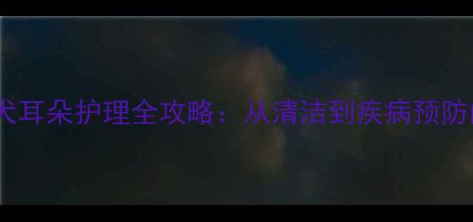 图片 拉布拉多幼犬耳朵护理全攻略：从清洁到疾病预防的实用指南1