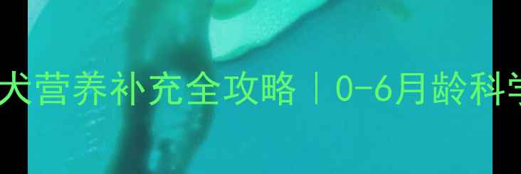 图片 拉布拉多幼犬营养补充全攻略｜0-6月龄科学喂养指南2