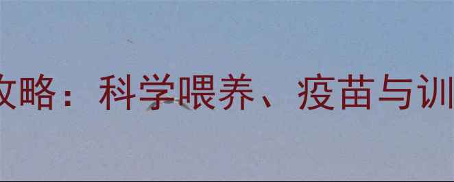 图片 拉布拉多幼犬长身体期全攻略：科学喂养、疫苗与训练指南（附成长时间表）1