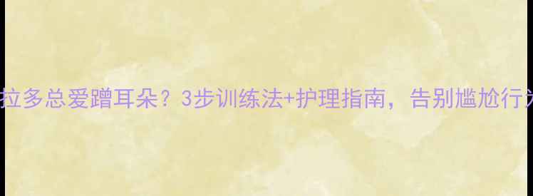 图片 拉布拉多总爱蹭耳朵？3步训练法+护理指南，告别尴尬行为！2