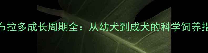 图片 拉布拉多成长周期全：从幼犬到成犬的科学饲养指南