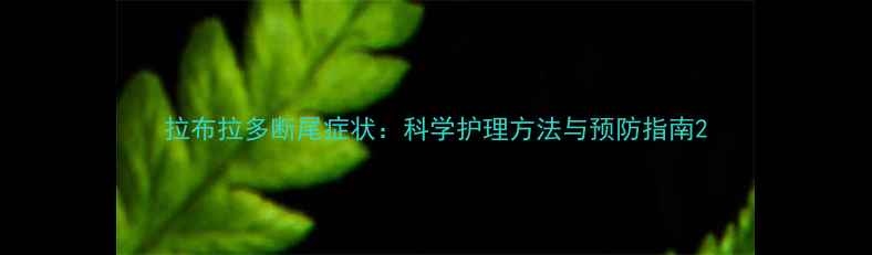 图片 拉布拉多断尾症状：科学护理方法与预防指南2