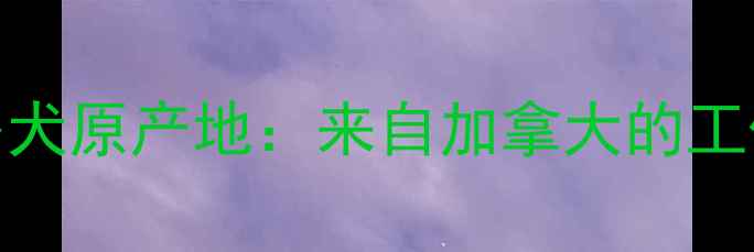 图片 拉布拉多犬原产地：来自加拿大的工作犬传奇
