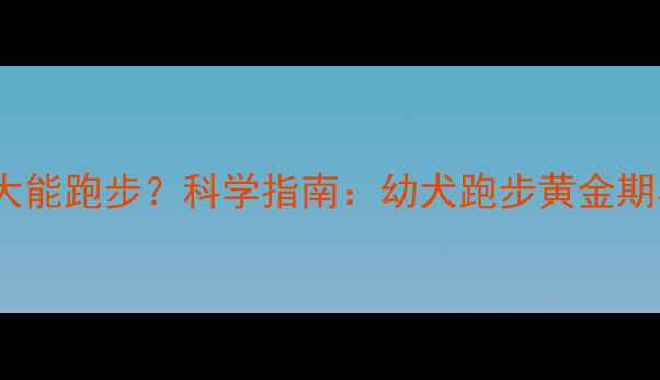 图片 拉布拉多犬多大能跑步？科学指南：幼犬跑步黄金期与注意事项全2