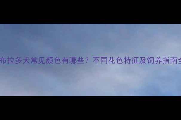 图片 拉布拉多犬常见颜色有哪些？不同花色特征及饲养指南全1