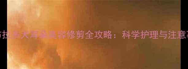 图片 拉布拉多犬耳朵美容修剪全攻略：科学护理与注意事项