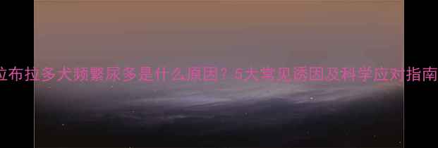 图片 拉布拉多犬频繁尿多是什么原因？5大常见诱因及科学应对指南2