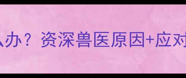 图片 拉布拉多睡觉抽搐怎么办？资深兽医原因+应对指南（附真实案例）2
