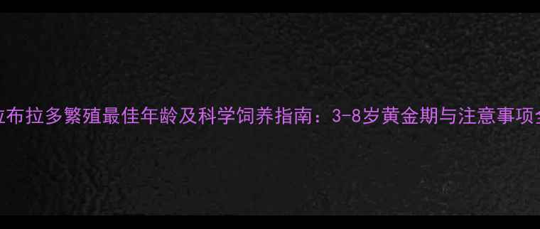 图片 拉布拉多繁殖最佳年龄及科学饲养指南：3-8岁黄金期与注意事项全