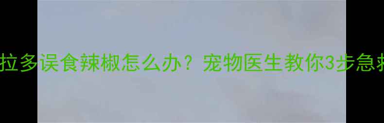 图片 拉布拉多误食辣椒怎么办？宠物医生教你3步急救法1