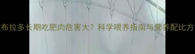 图片 拉布拉多长期吃肥肉危害大？科学喂养指南与营养配比方案