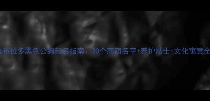 图片 拉布拉多黑色公狗起名指南：20个高萌名字+养护贴士+文化寓意全1