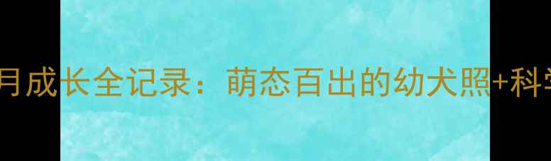 图片 斗牛犬2个月成长全记录：萌态百出的幼犬照+科学饲养指南