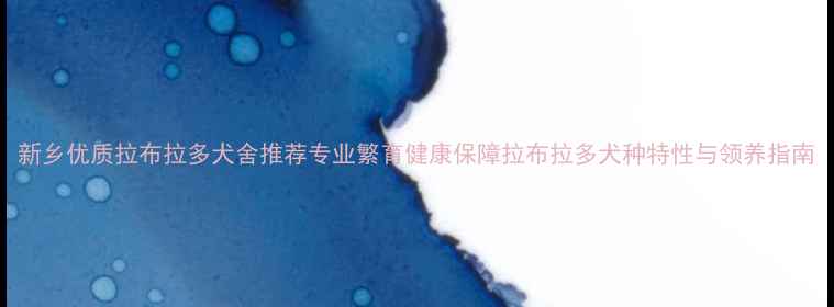 图片 新乡优质拉布拉多犬舍推荐专业繁育健康保障拉布拉多犬种特性与领养指南