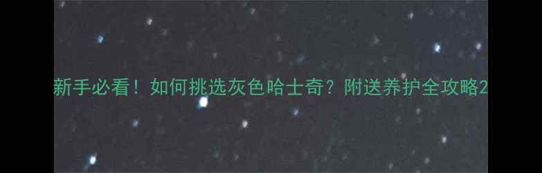 图片 新手必看！如何挑选灰色哈士奇？附送养护全攻略2