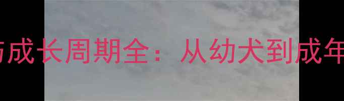 图片 杜宾犬寿命与成长周期全：从幼犬到成年的饲养指南1