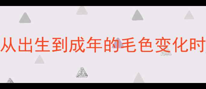 图片 柯基犬毛色发育全：从出生到成年的毛色变化时间表及科学养护指南