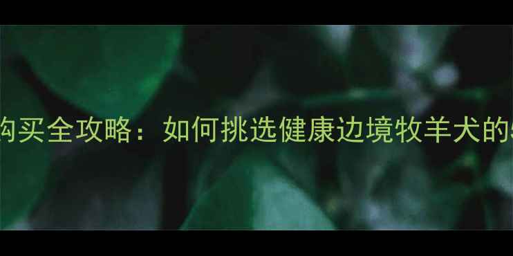 图片 沈阳边牧犬购买全攻略：如何挑选健康边境牧羊犬的5个关键步骤