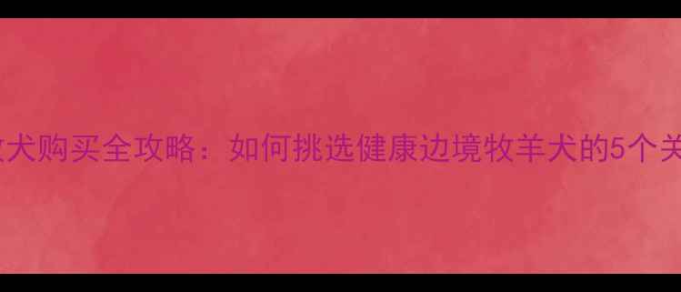 图片 沈阳边牧犬购买全攻略：如何挑选健康边境牧羊犬的5个关键步骤1