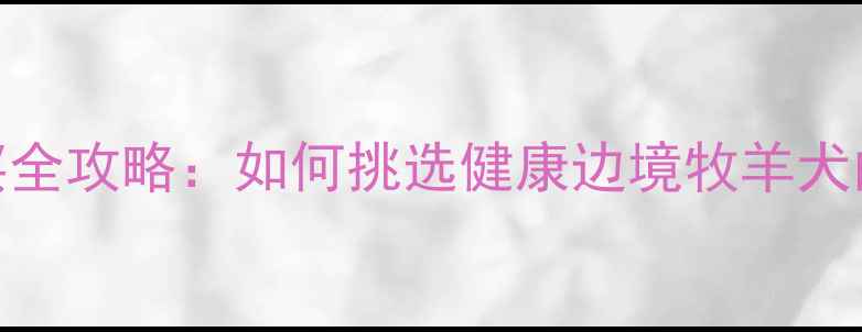 图片 沈阳边牧犬购买全攻略：如何挑选健康边境牧羊犬的5个关键步骤2